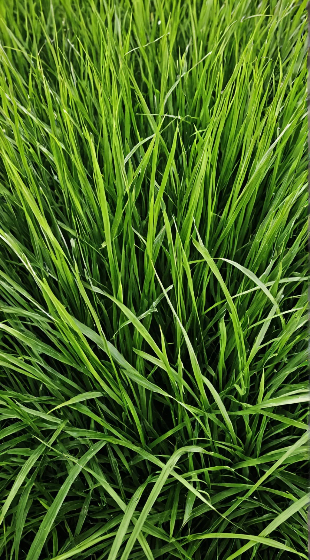 ai character: Grass background