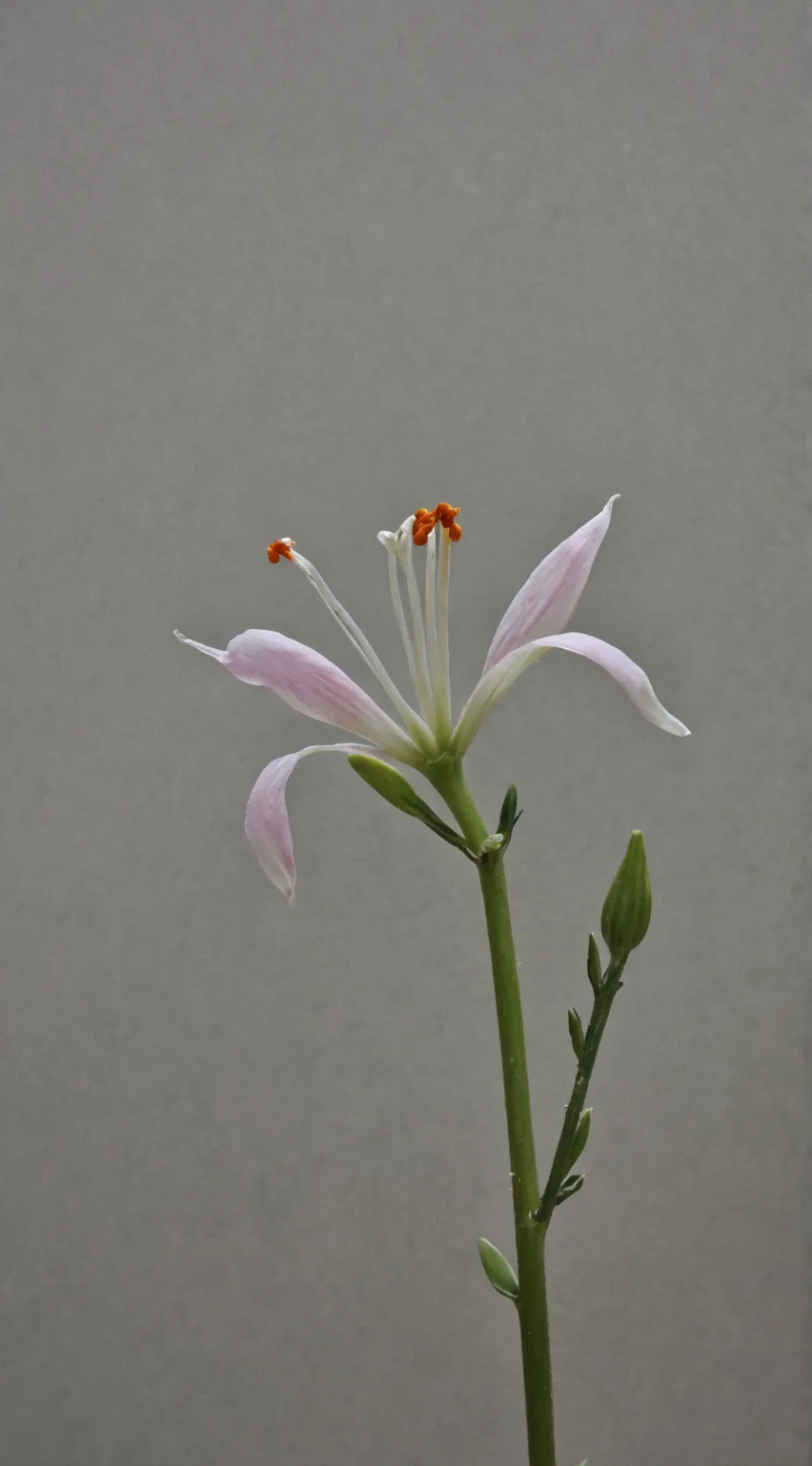 ai character: Afton family pt1 background