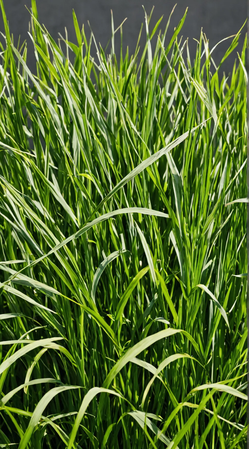 ai character: grass background