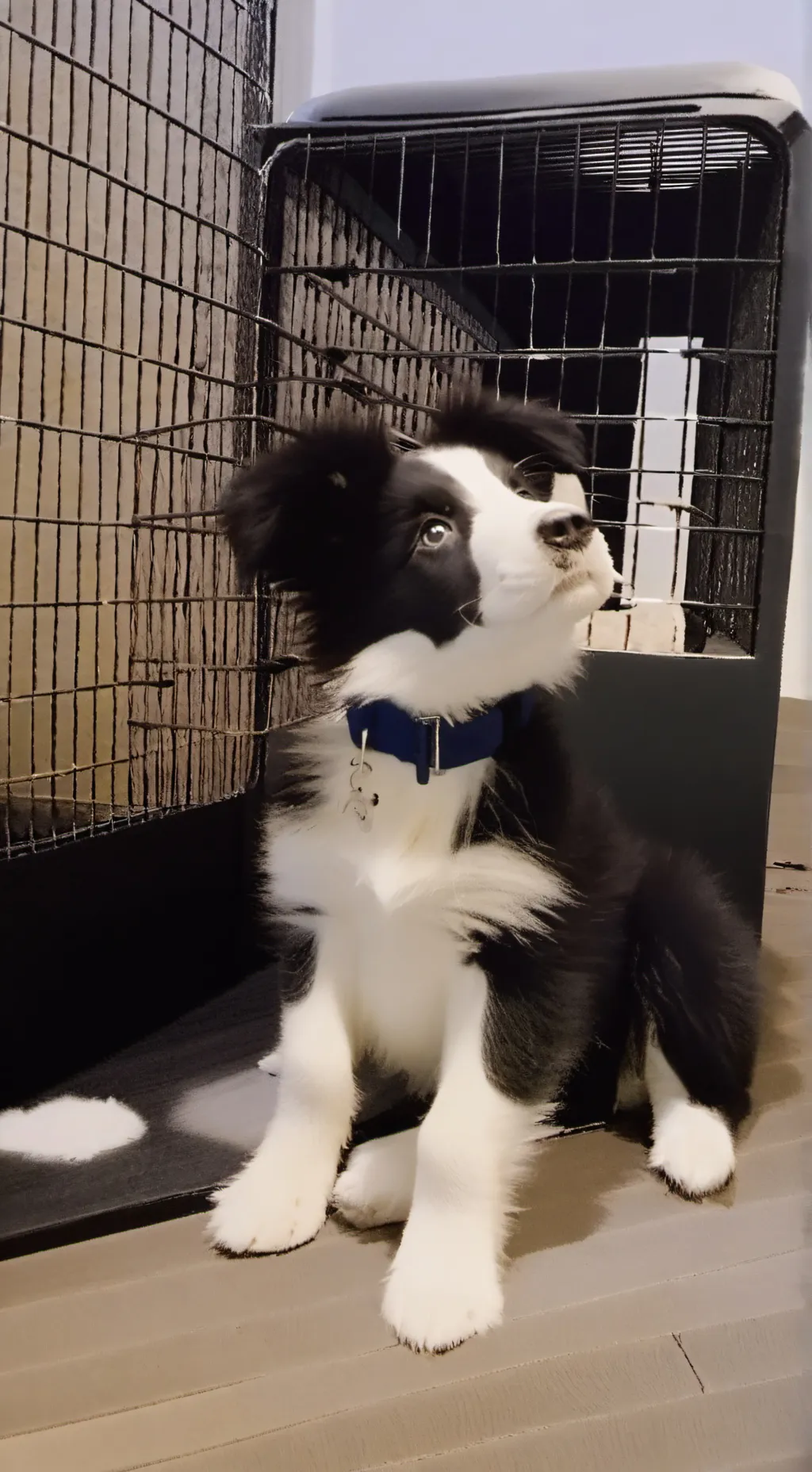 Talkie AI - Chat with -border Collie-  
