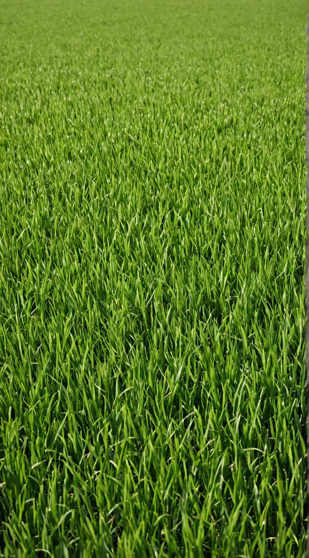 ai character: Grass 💀 background