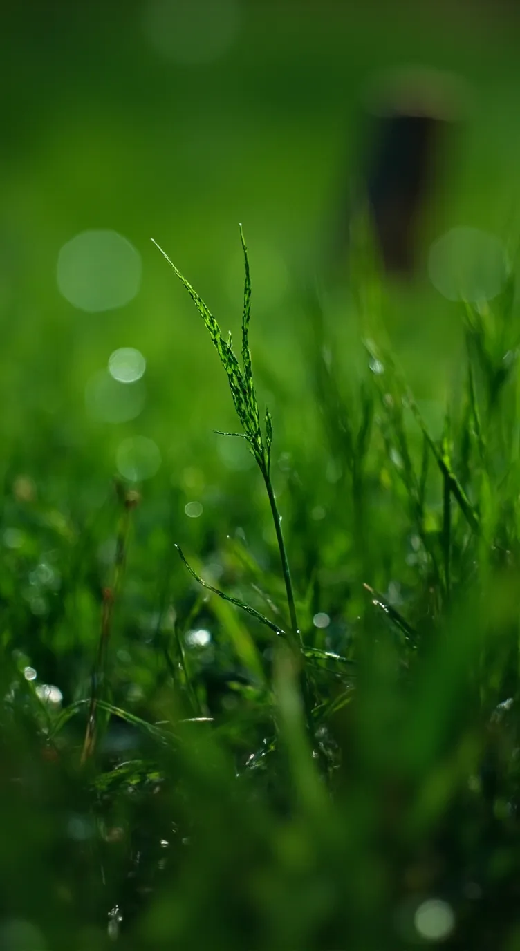 ai character: GO TOUCH GRASS NOW background