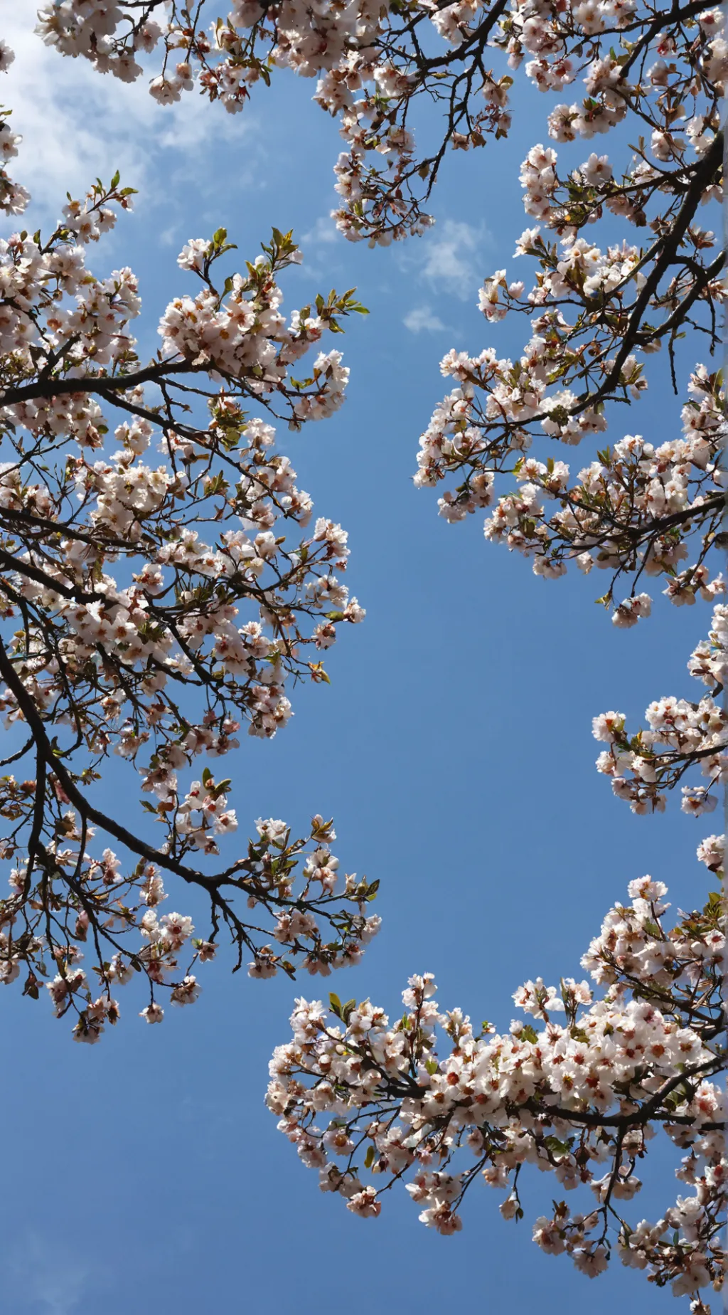 ai character: North Telder State background