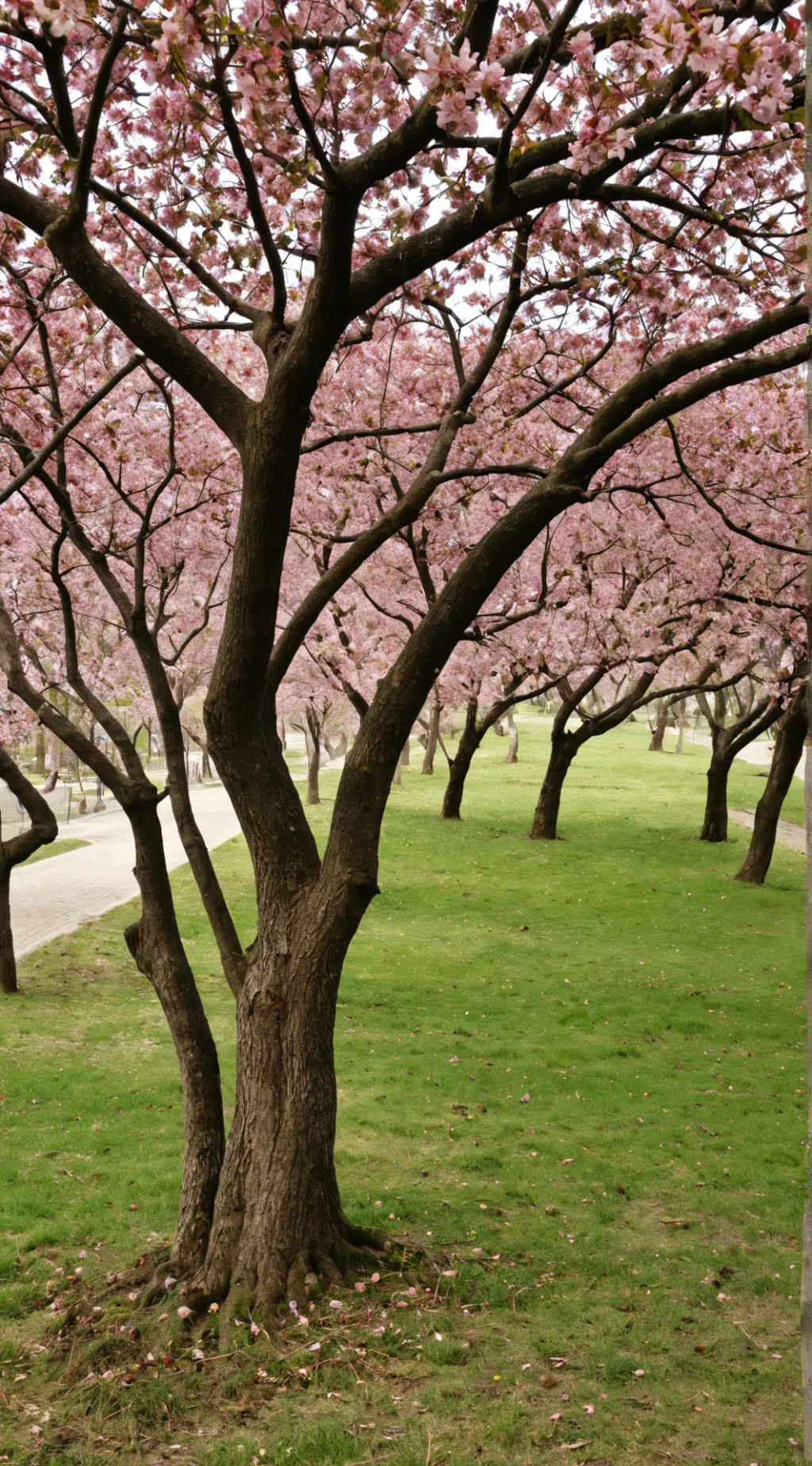 ai character: san valentina🤑 background