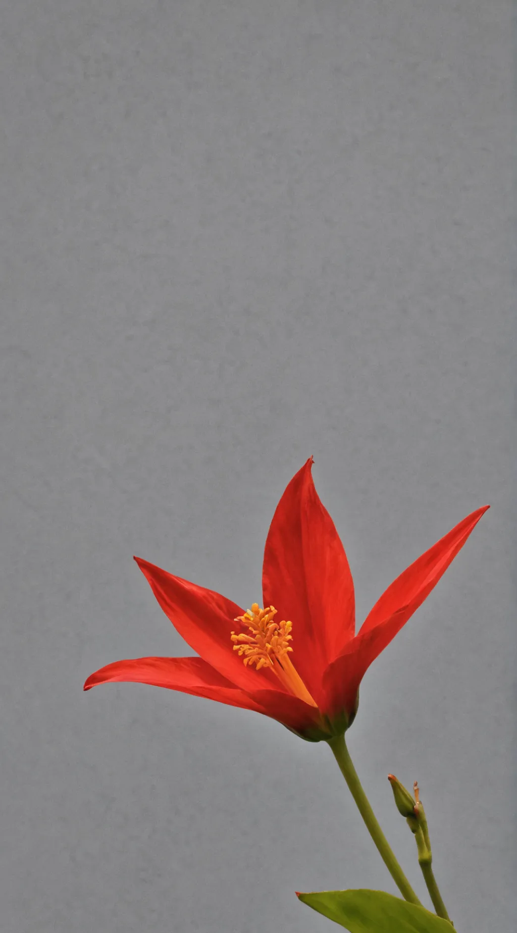 ai character: MECHÓN DE PELO! background