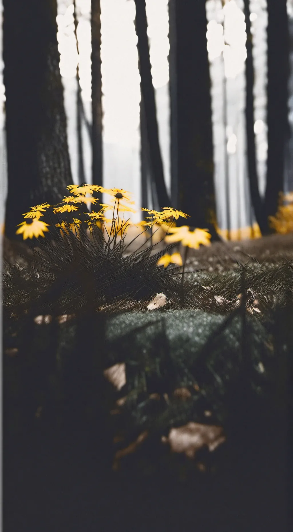 ai character: Cod (Mission Time! background