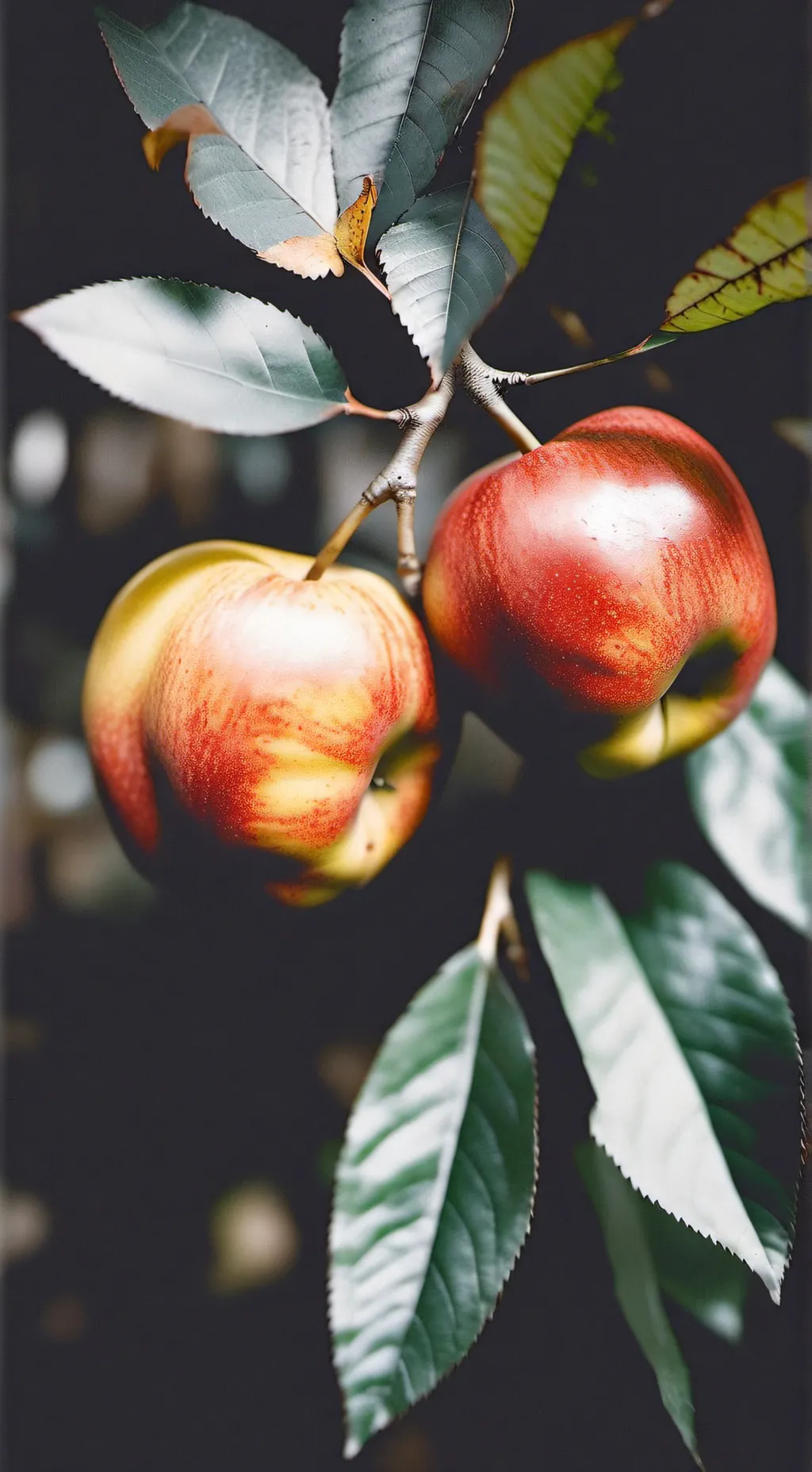 ai character: manzana background