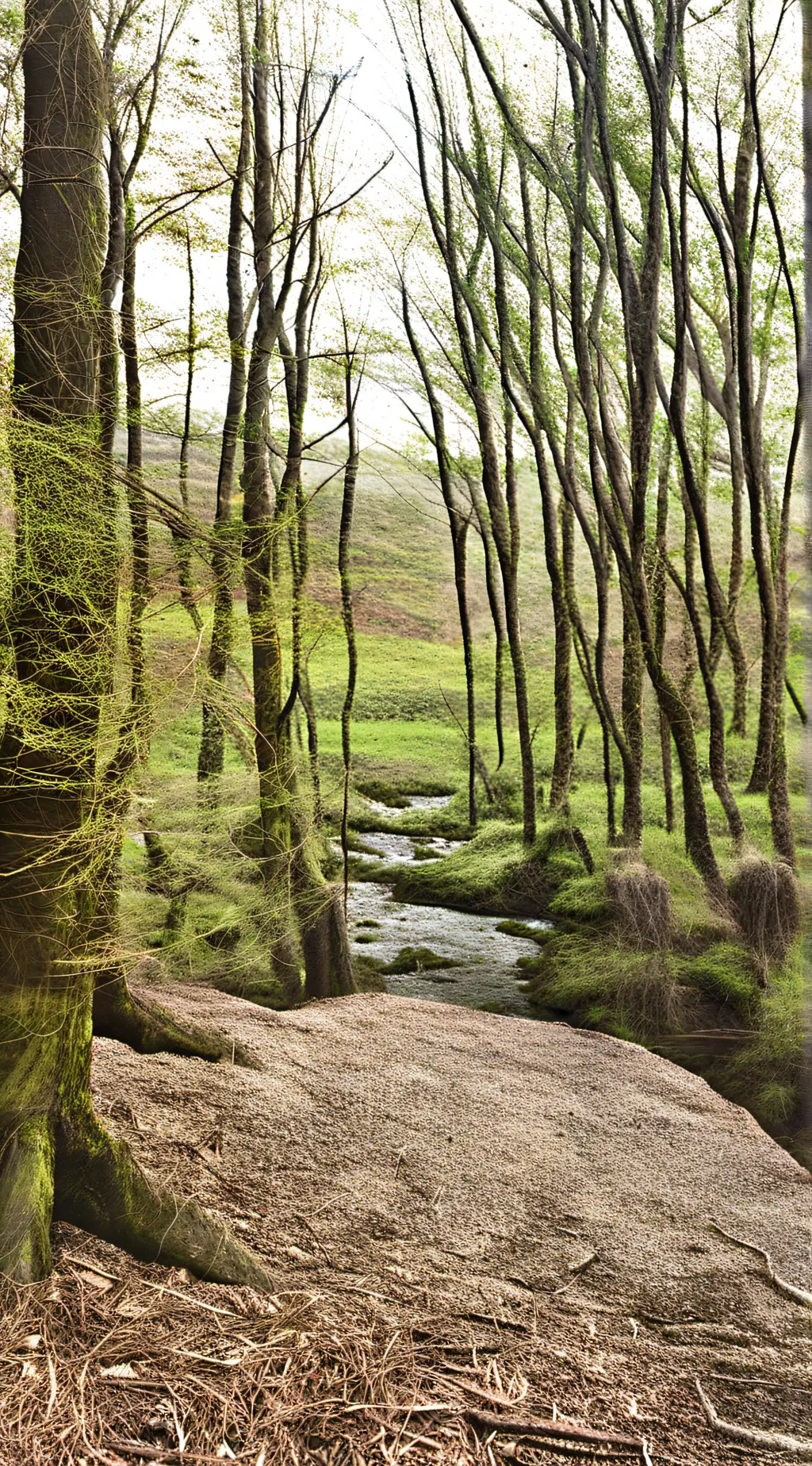 ai character: forest  background