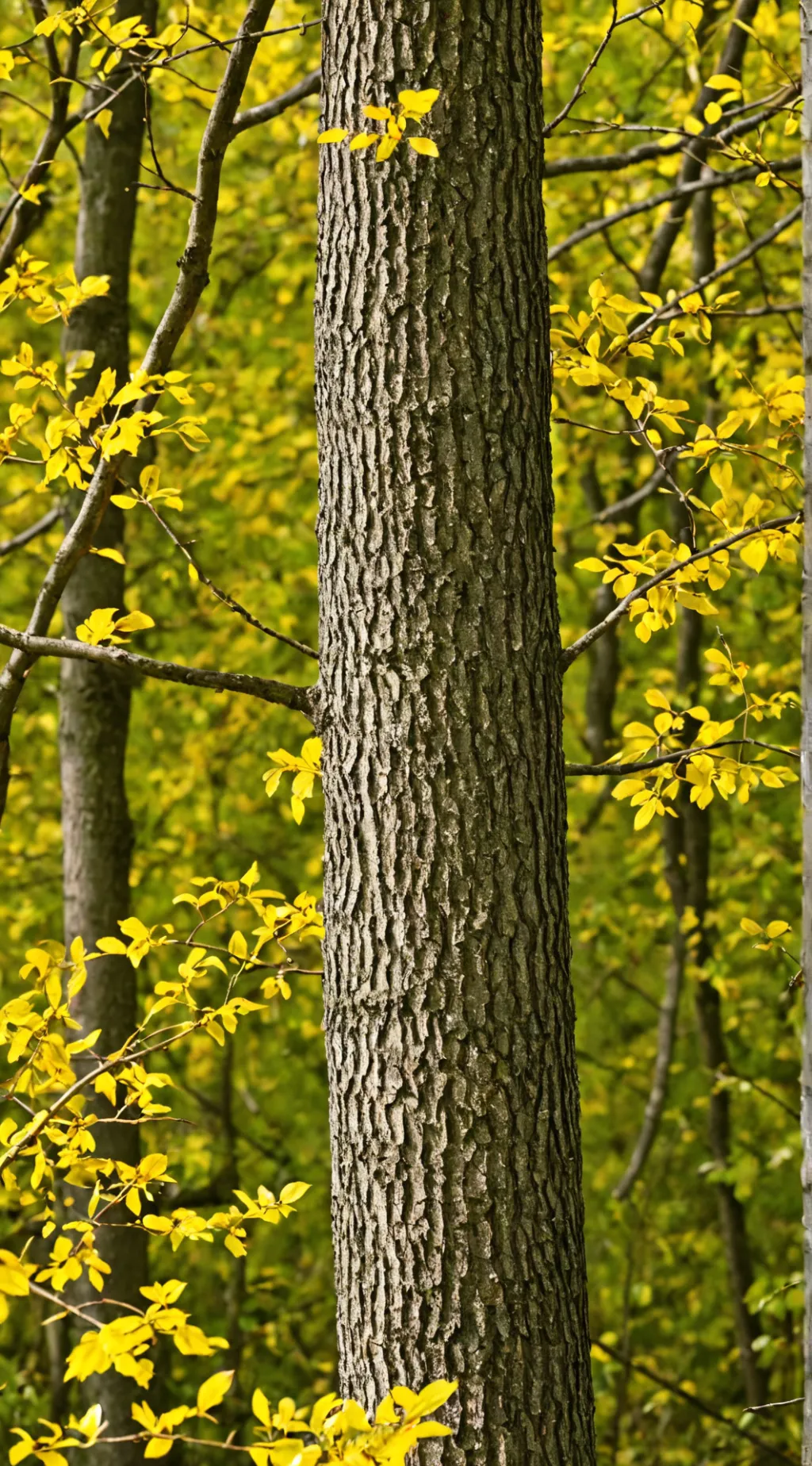 ai character: FXNN background