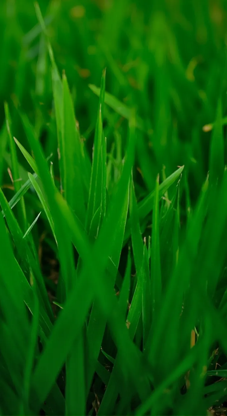 ai character: grass but better background