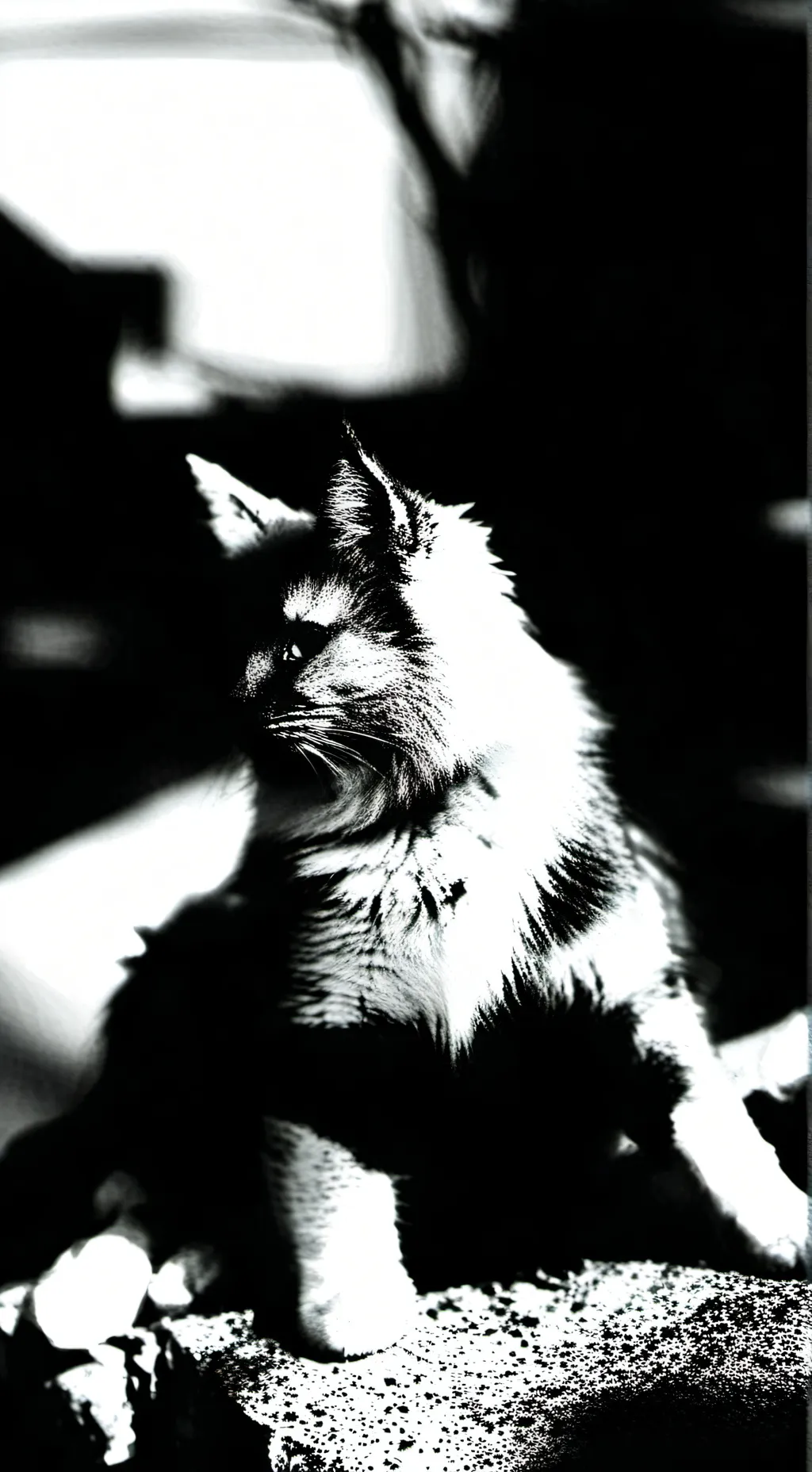 ai character: 𐙚•Meow-meow•𐙚 background