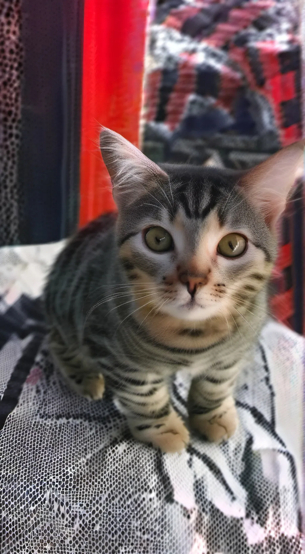 ai character: kitti background