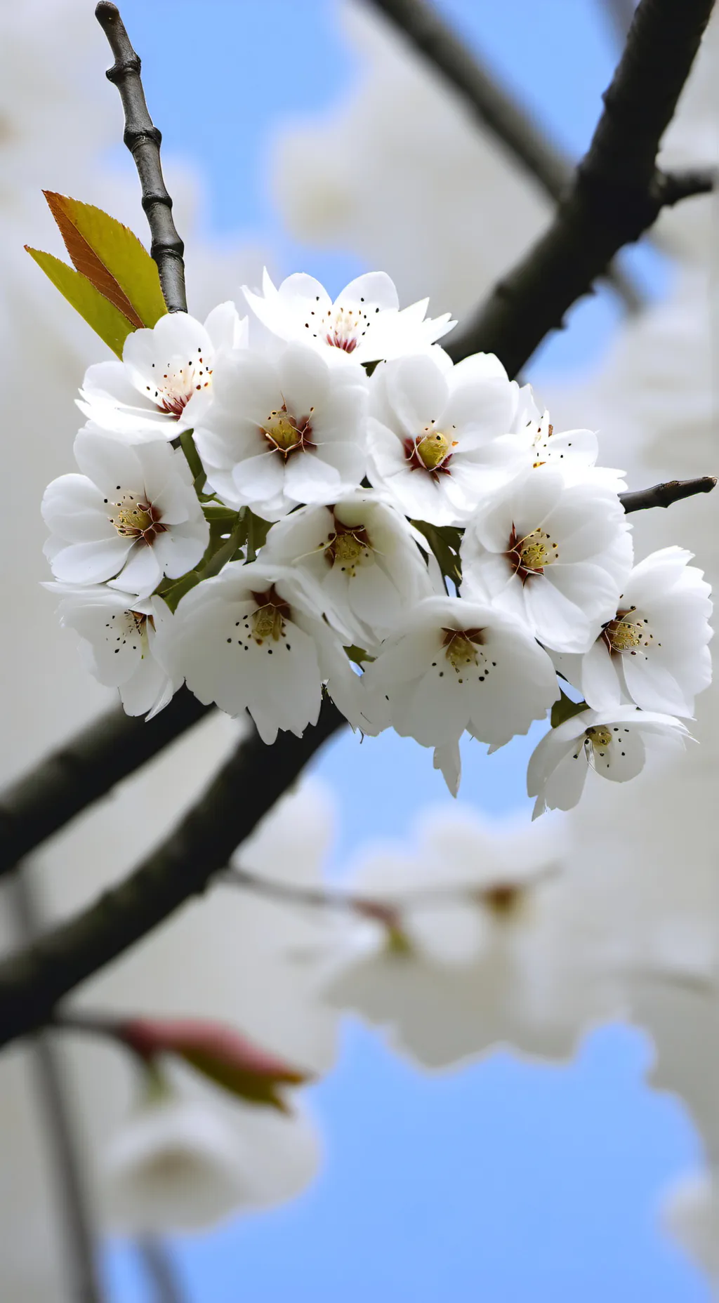 ai character: JJK Gala creep background