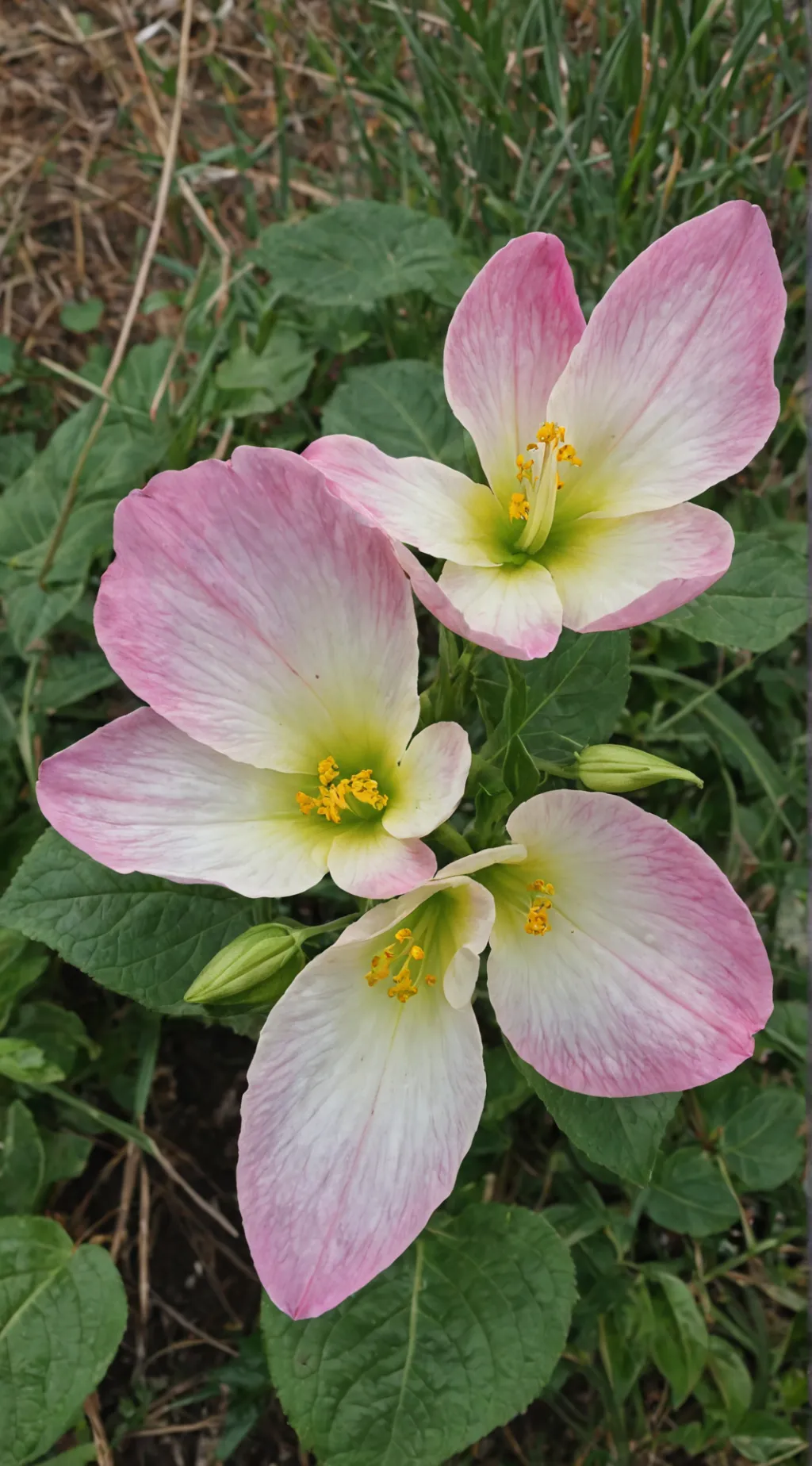 ai character: scraps and goob background