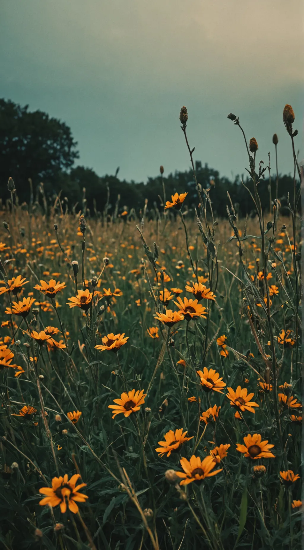 ai character: radioapple heat🍎📻 background