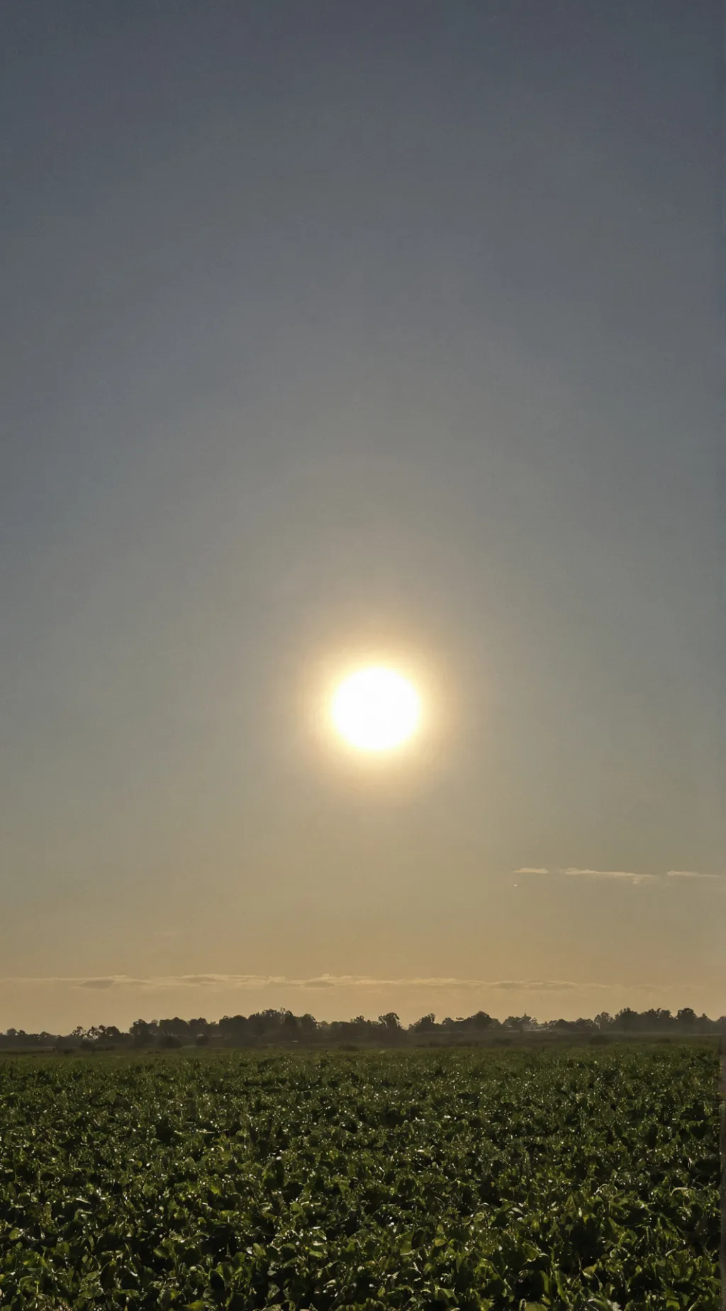 ai character: Day the Sun Grown  background