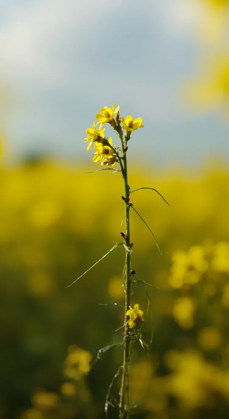 ai character: Dandy's world background