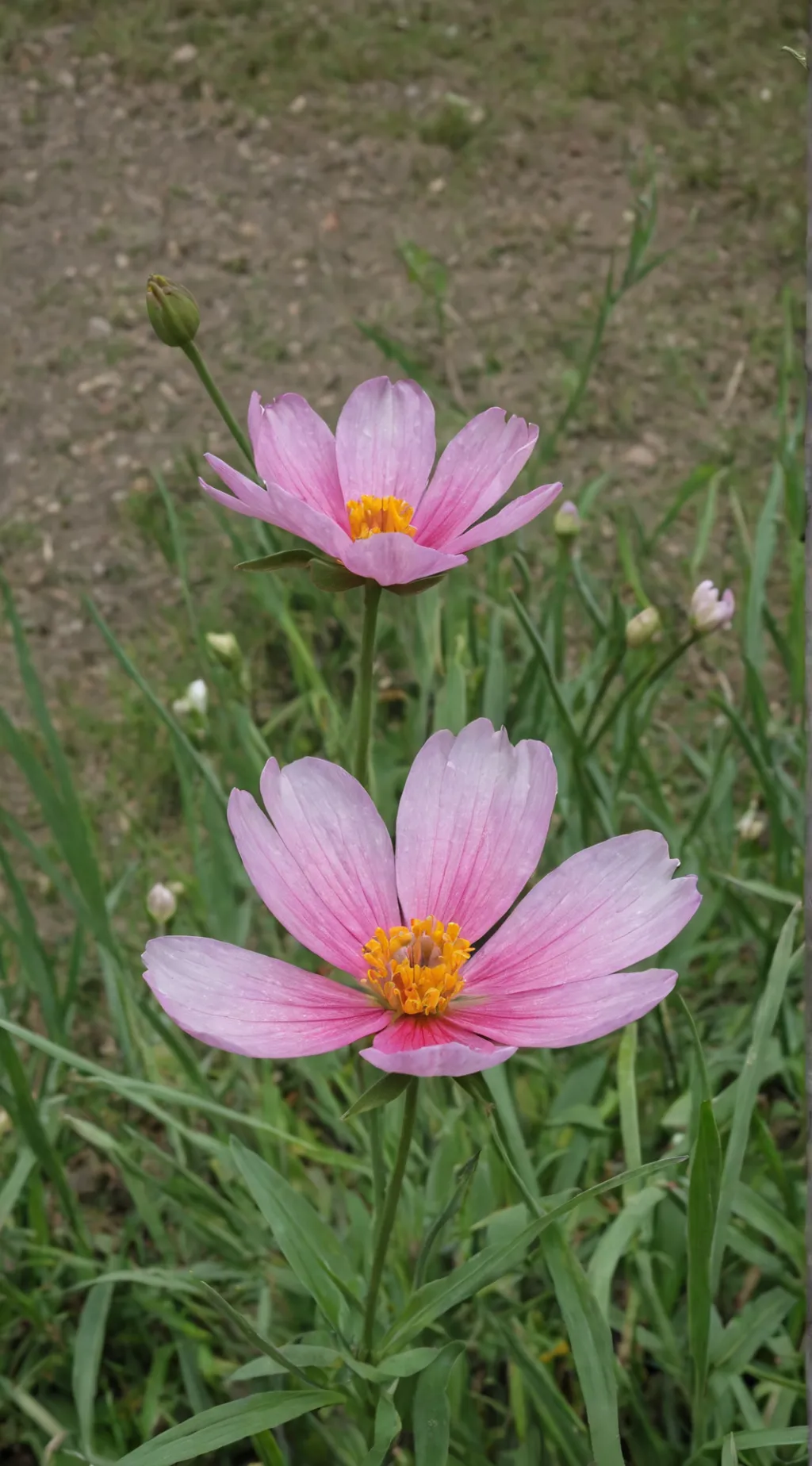 ai character: roblox GC background