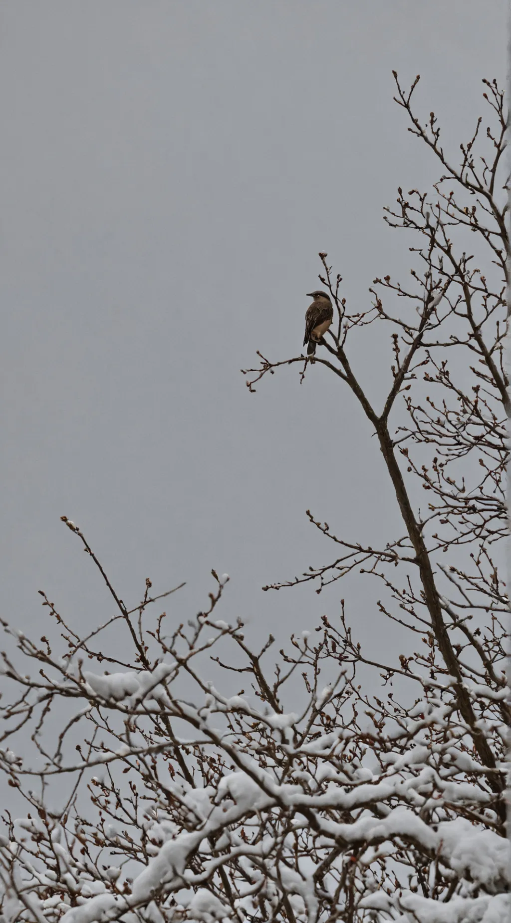 ai character: ~Forsaken~  background