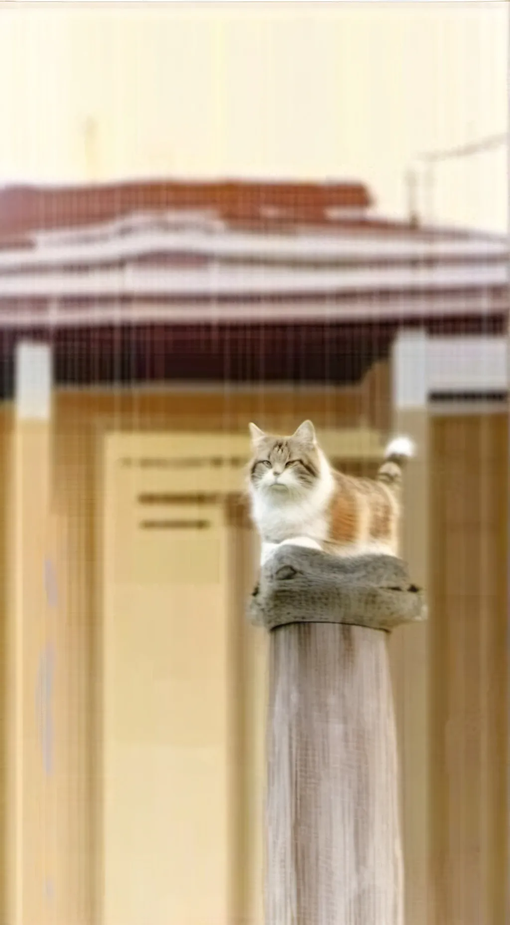 ai character: un gato background