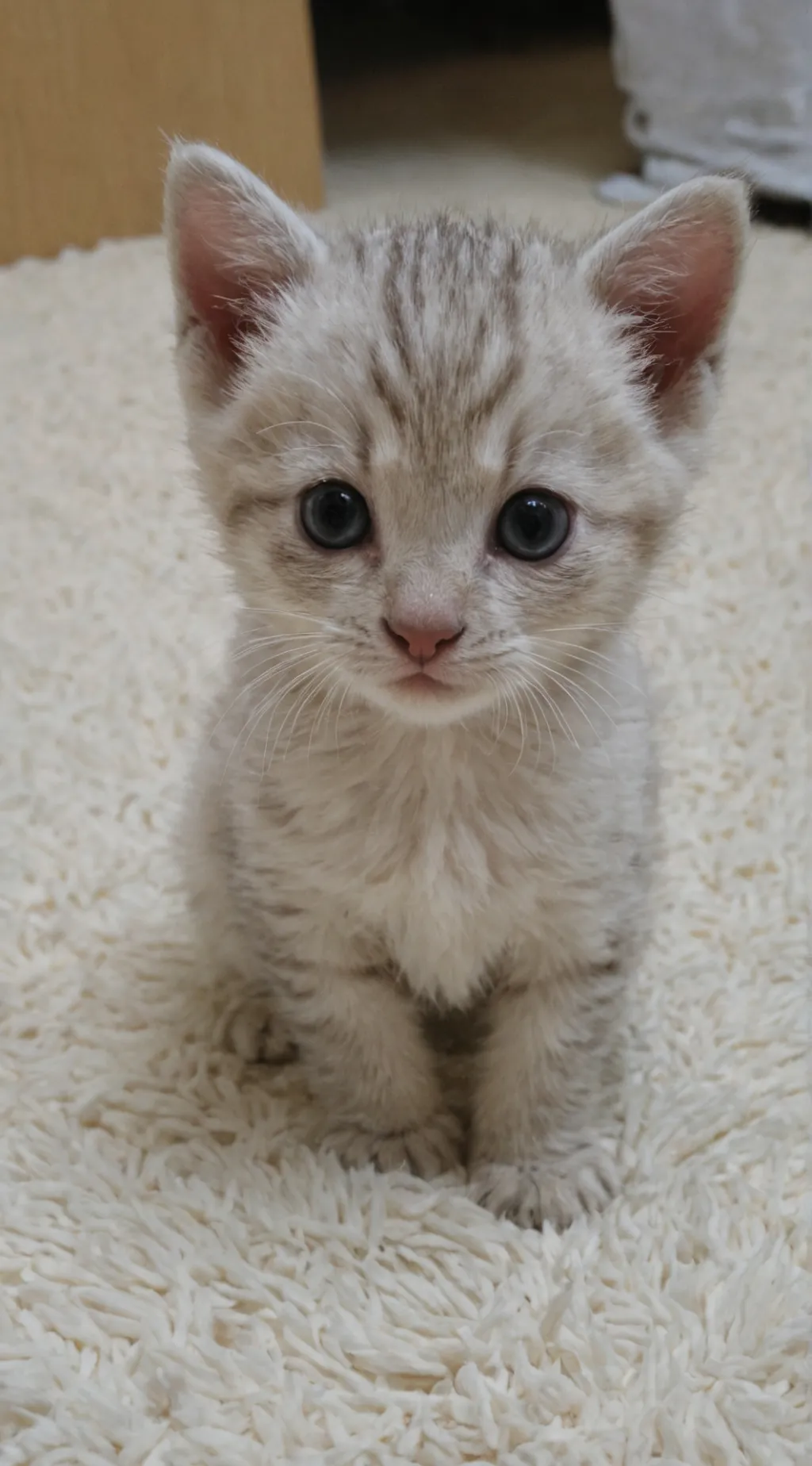 ai character: gatito del vater background