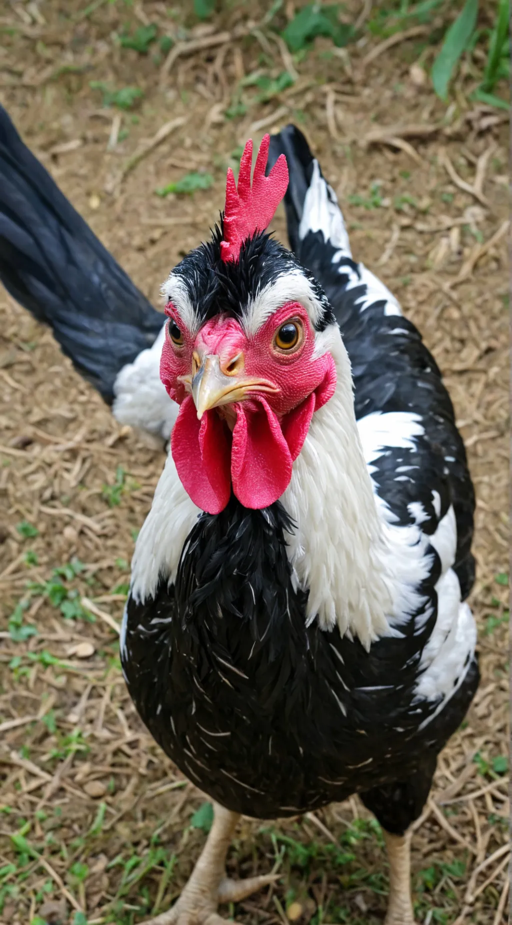 ai character: mha ah background