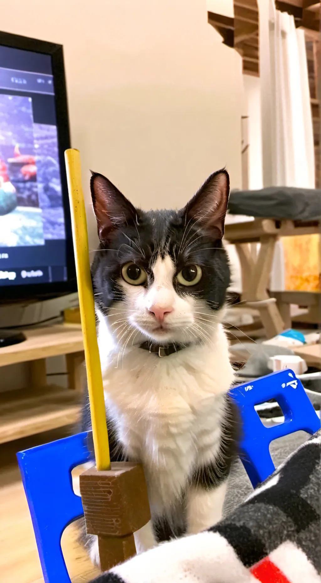 ai character: mad kitty background