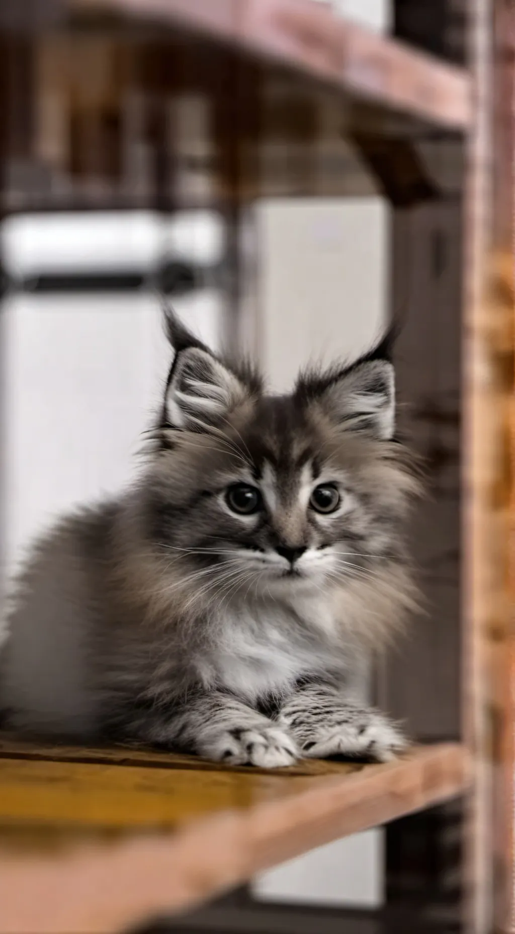 ai character: 🔱BoBo🔱 background