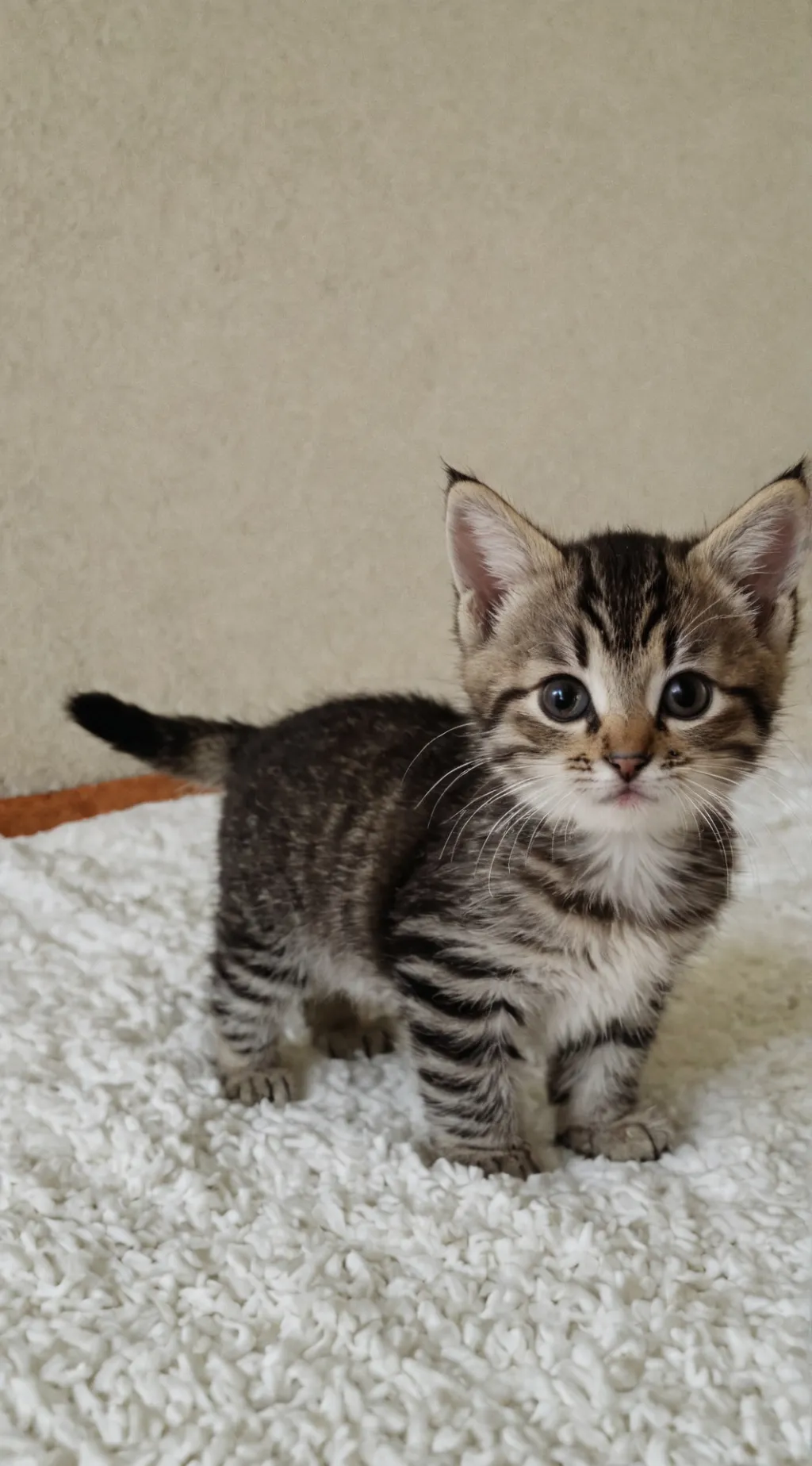 ai character: gatito de regalo background