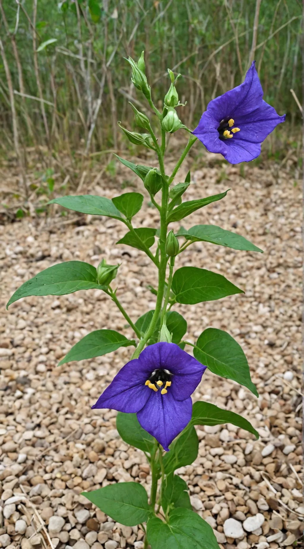 ai character: Azure background