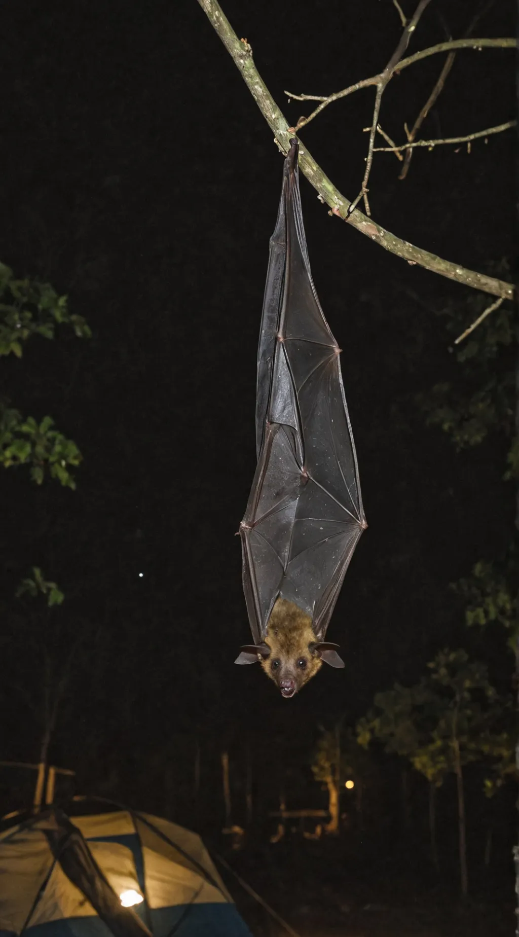 ai character: Camp Bite background