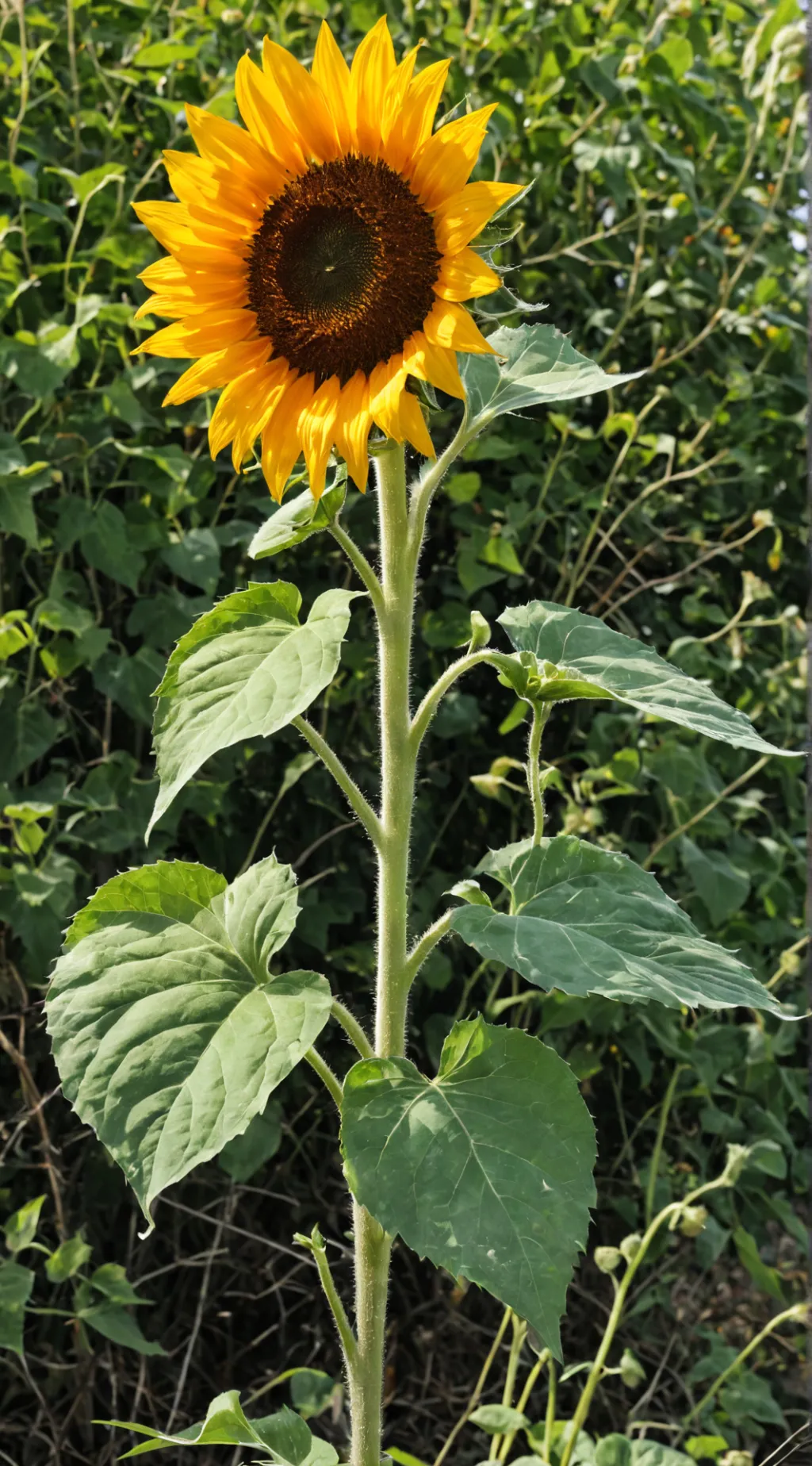 ai character: Sprunki Gray angry background