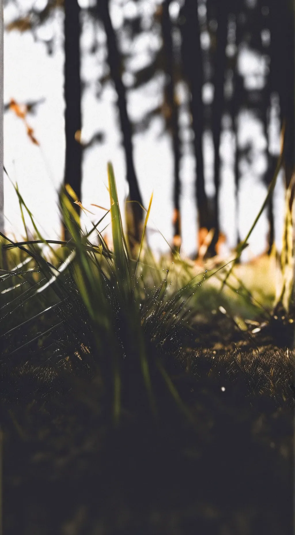 ai character: go touch grass background