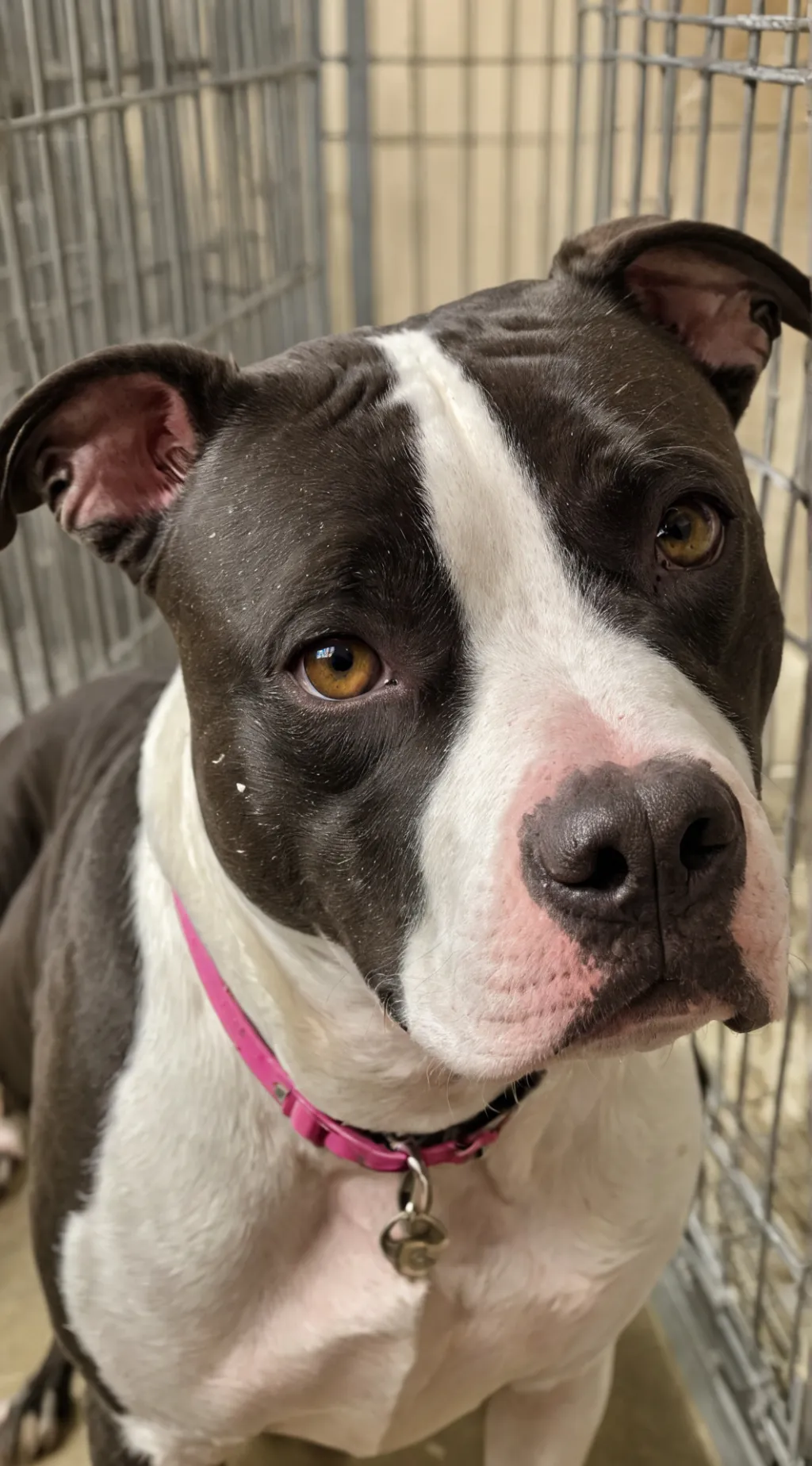 Talkie AI - Chat with Noel ￼