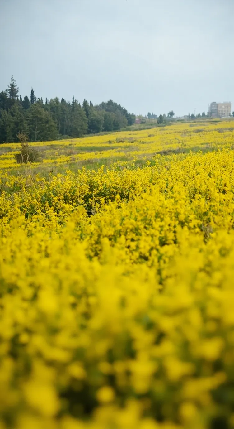 ai character: Bfdi Tpot background