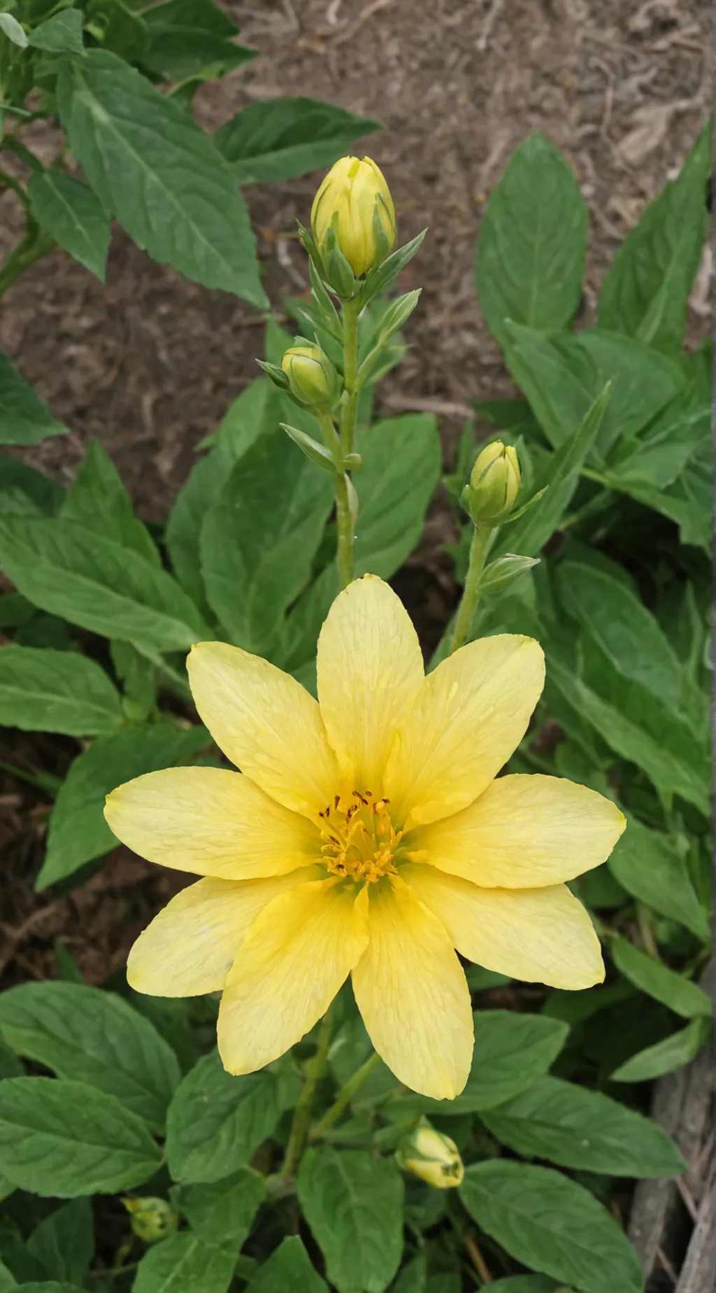 ai character: Flowey  background