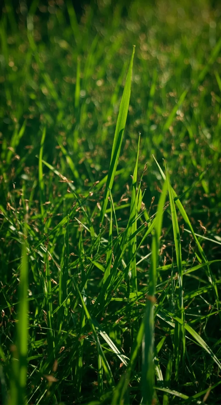 ai character: grass background