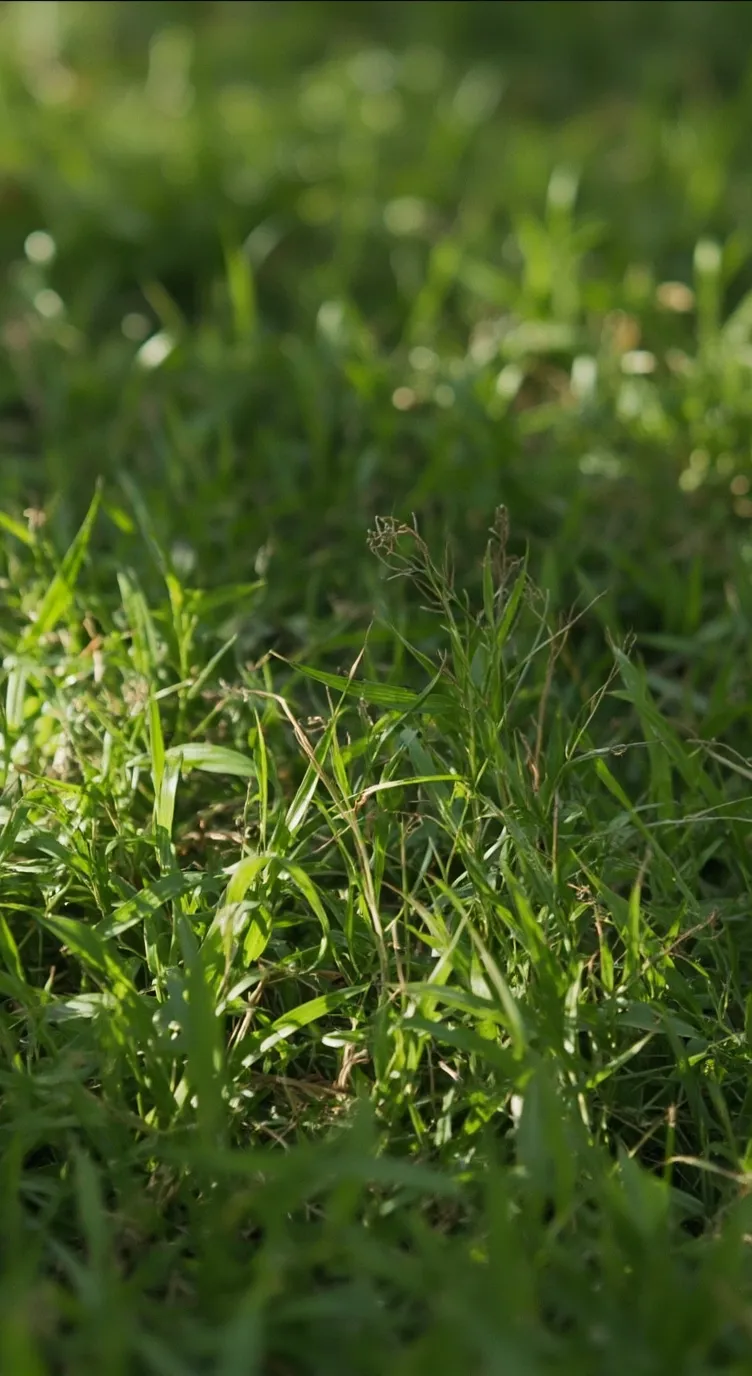 ai character: grass background