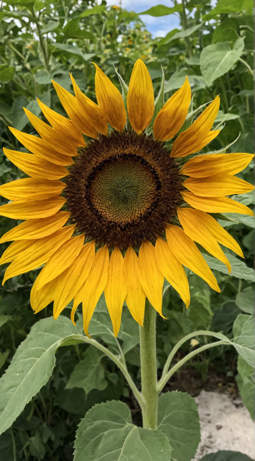 ai character: Apollo vs Eros?idk background