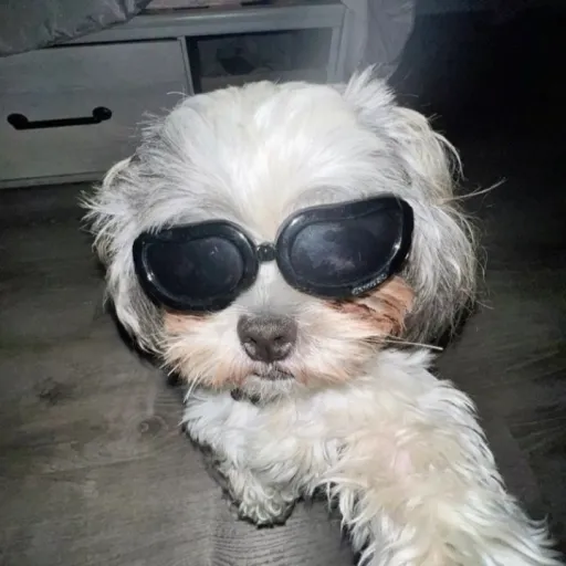 creator ASHI.GIRL's avatar