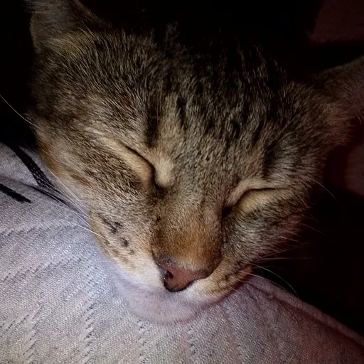 creator turtlelover333_6's avatar