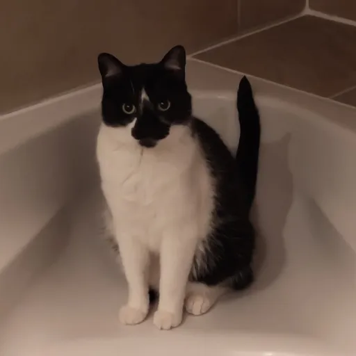 creator Bambinowski's avatar