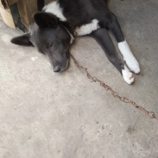 creator maxi_da_dog's avatar