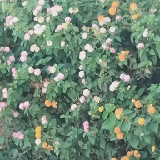 creator V¡V¡_🥳's avatar