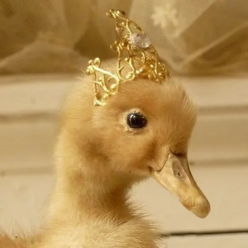 creator ✨Elli✨'s avatar