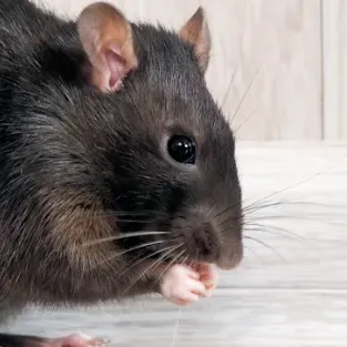 creator Somestupidfurrykid's avatar