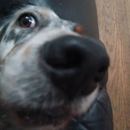 creator Loki the doggy's avatar