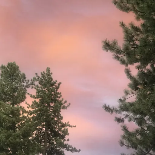 creator Midnight-mm2-x9s's avatar