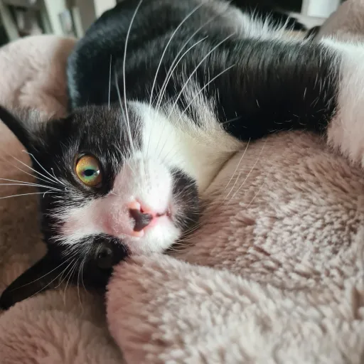 creator Lynx ;)'s avatar