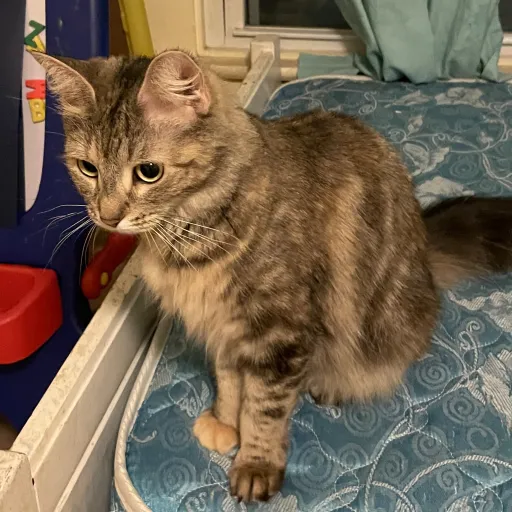 creator I❤️❤️my cat's avatar